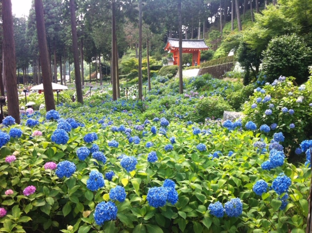 6月の京都は紫陽花 アジサイ 宇治にある三室戸寺へ 公式 M S Hotel エムズホテル 京都に生まれ京都で育つデザイナーズホテルグループ