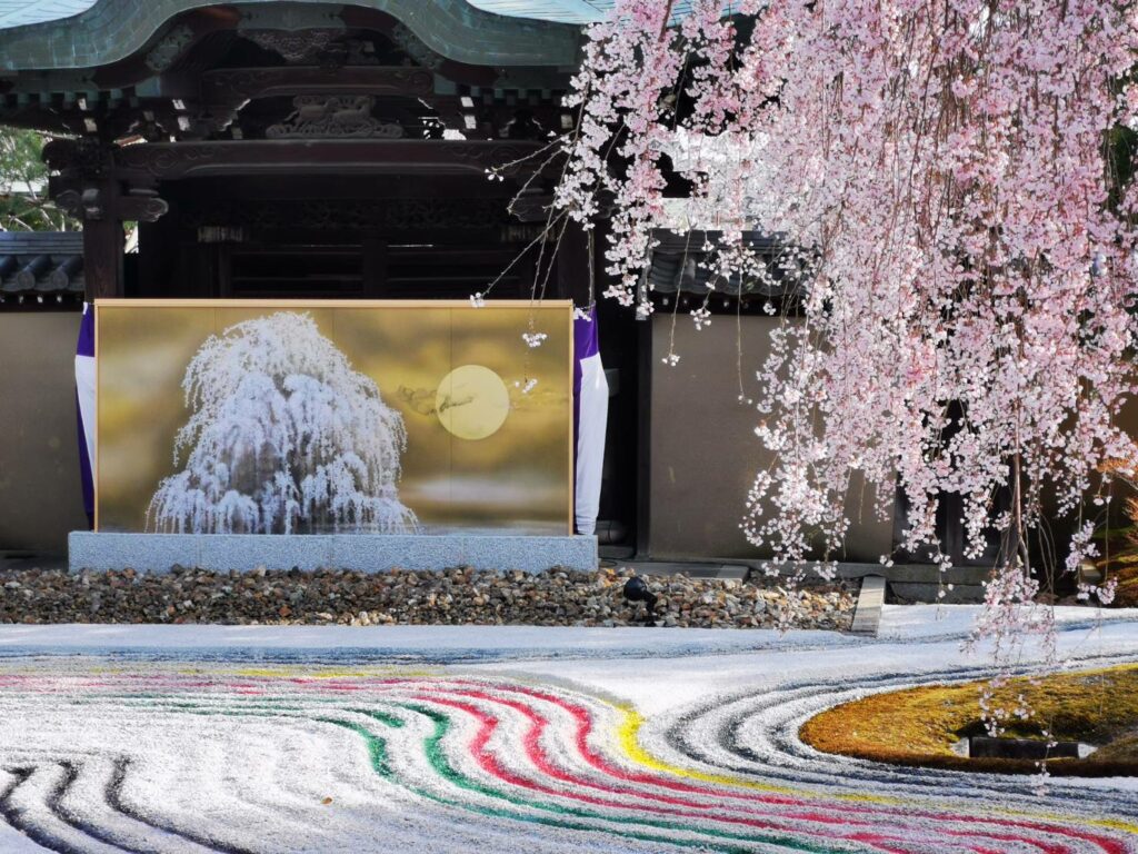 寺 桜 高台 「高台寺」の枯山水庭園に咲く、見事な一本桜：京都・桜の名所巡り