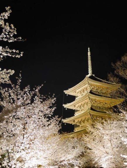 京都駅から歩いて行ける名所 東寺 の桜 公式 M S Hotel エムズホテル 京都市内最大級の約40棟2 000室を展開するデザイナーズホテルグループ